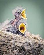 two screaming chicks in a nest