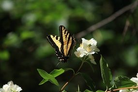 swallowtail on the delicate flower