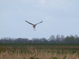 eagle in flight above field, back view
