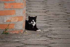 black and white cat on pavement