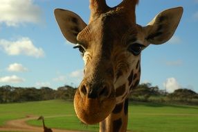 head photo of a giraffe cub