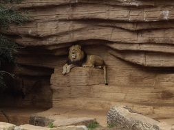 a lion lies on a stone