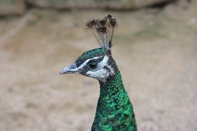 portrait of a green peacock