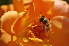 closeup of a bee on the orange flower