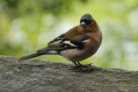 chaffinch on the tree branch