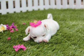 White chihuahua puppy