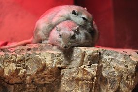 two domestic rodents