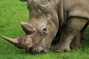 Rhino grazing on lawn, Horn close up