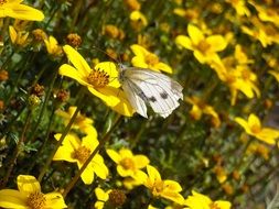 White butterfly on the yellow flowers close-up on blurred background