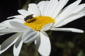 a fly on a white daisy on a meadow