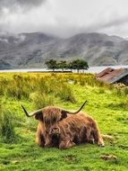 mountain cow lies on a green meadow