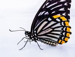 butterfly with black wings on a white background