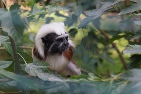cute furry monkey at the zoo in Braunschweig