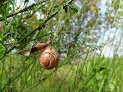 snail is crawling through the bush