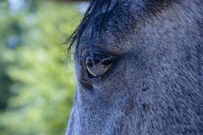 reflecting horse eye