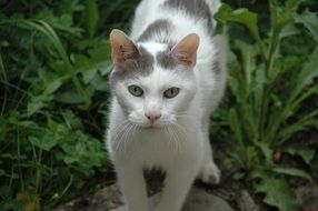 enchanting White cat among green vegetation