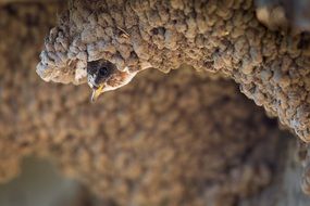 cliff swallow in the nest