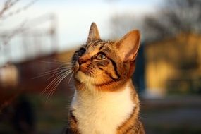 domestic tabby cat in the evening