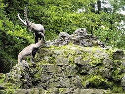 horned capricorn in a wildlife park among the beautiful and colorful nature