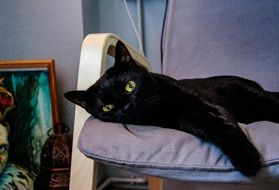 black cat on a gray chair