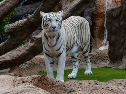 white bengal tiger in a zoo