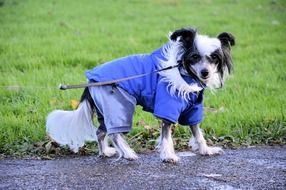 dog with a branch in a blue jumpsuit