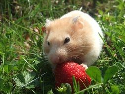 Golden Hamster eating strawberries