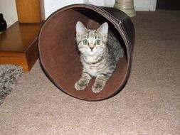 kitten plays in a bucket