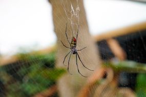 orb-weaver Spider on cobweb