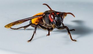 hornet or wasp