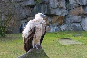 picture of the vulture in the berlin's zoo