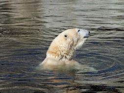 polar bear swimming in the water