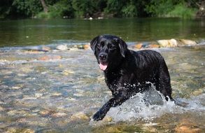 Black Labrador Dog runs through water