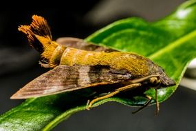 Close-up of the moth