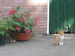 small young red cat