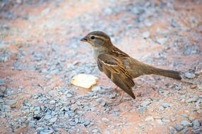 a bird in the desert outdoors