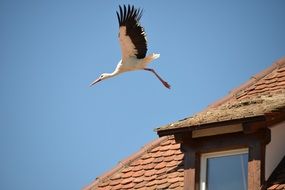 Stork flies over the house