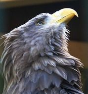 portrait of grey Bird Of Prey