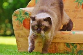 British shorthair cat on a sofa