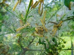 Caterpillar Net close-up