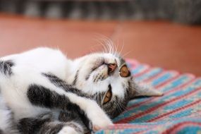 lazy kitten