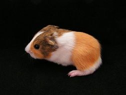 enchanting Guinea-Pig