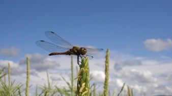 Dragonfly macro foto