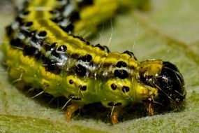 Macro photo of the caterpillar