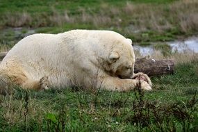 white polar bear in summertime