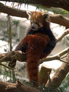 red panda on the branch