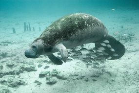 big manatee under water