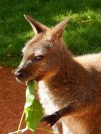 kangaroo in a green meadow close-up on blurred background