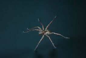 Spider on water