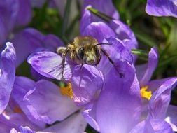 Spring Bee on a purple blossom in a garden close-up on blurred background